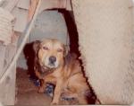 family_dog_king_1982_tn.jpg