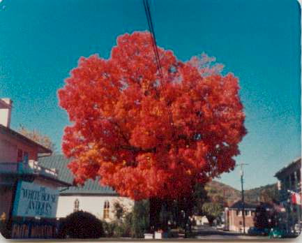 sperryville_redtree.jpg